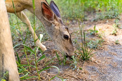 Close-up of Black Tailed Mule Deer (Odocoileus hemionus columbianus) eating grass. © Olga