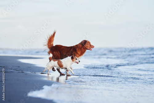 Photography two active dogs run along the beach on the water