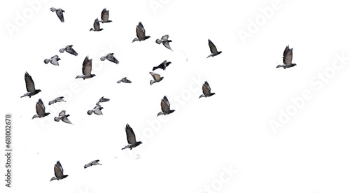 flying birds arrow formation of pigeons many  isolated for backgound