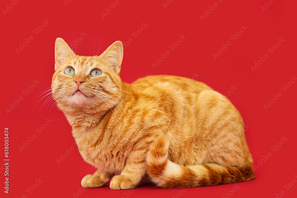 Obraz premium Cute ginger cat on red background