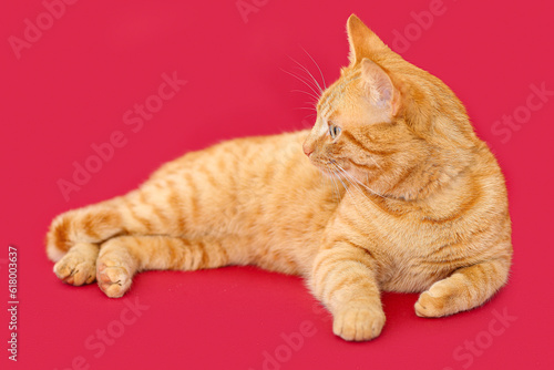 Cute ginger cat lying on red background