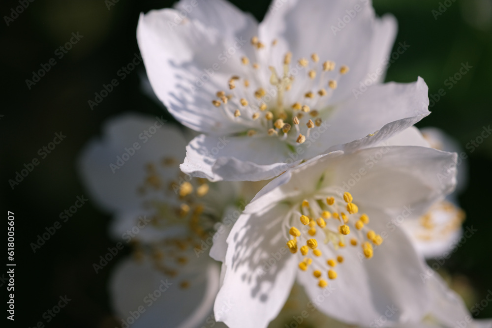Spring flowers - white flower jasmine