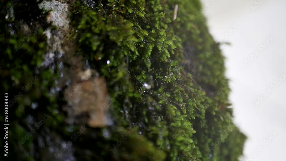 Close-up of a drop of rainwater flowing over green moss on the bark of a tree on a rainy day. Close-up of a drop of rainwater flowing over green moss on the bark of a tree on a rainy day.