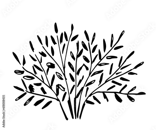 Fototapeta Naklejka Na Ścianę i Meble -  Simple black outline vector drawing. Deciduous bush, long branches, foliage. Nature and vegetation. Sketch in ink.