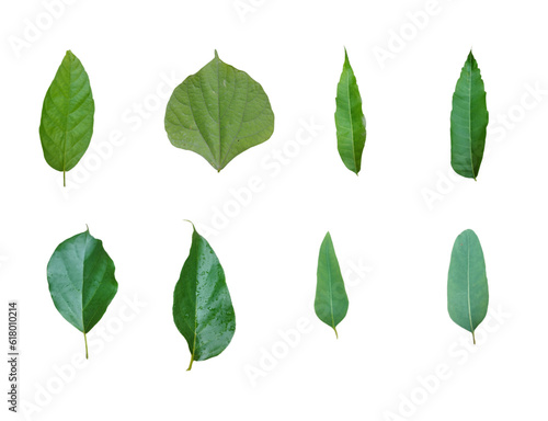 Different  green leaves isolated on white