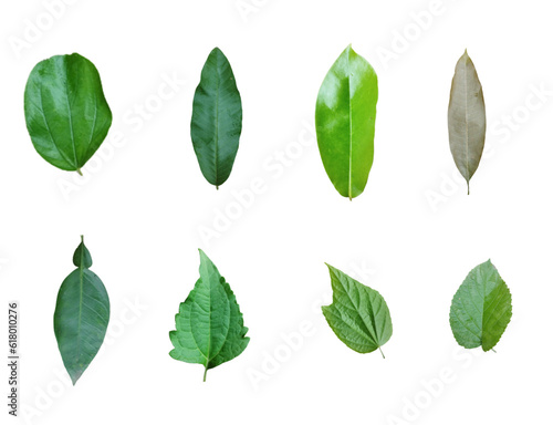 Set of Tropical leaves isolated on white background. Beautiful tropical exotic foliage © Hosnara123