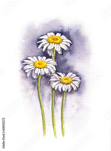 фотографія watercolor drawing daisy flowers at dark blue background, hand drawn artistical