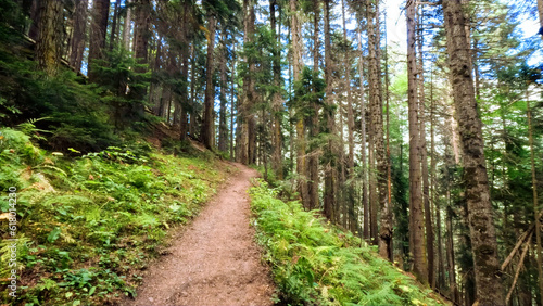 wild green woods in mountains - hiking ground path - photo of nature