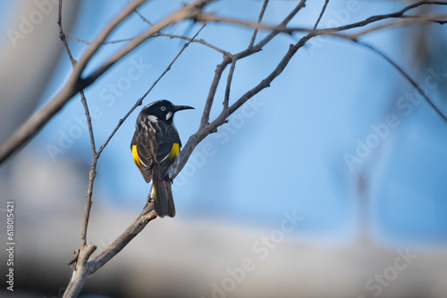 New Holland Honeyeater in Katoomba photo