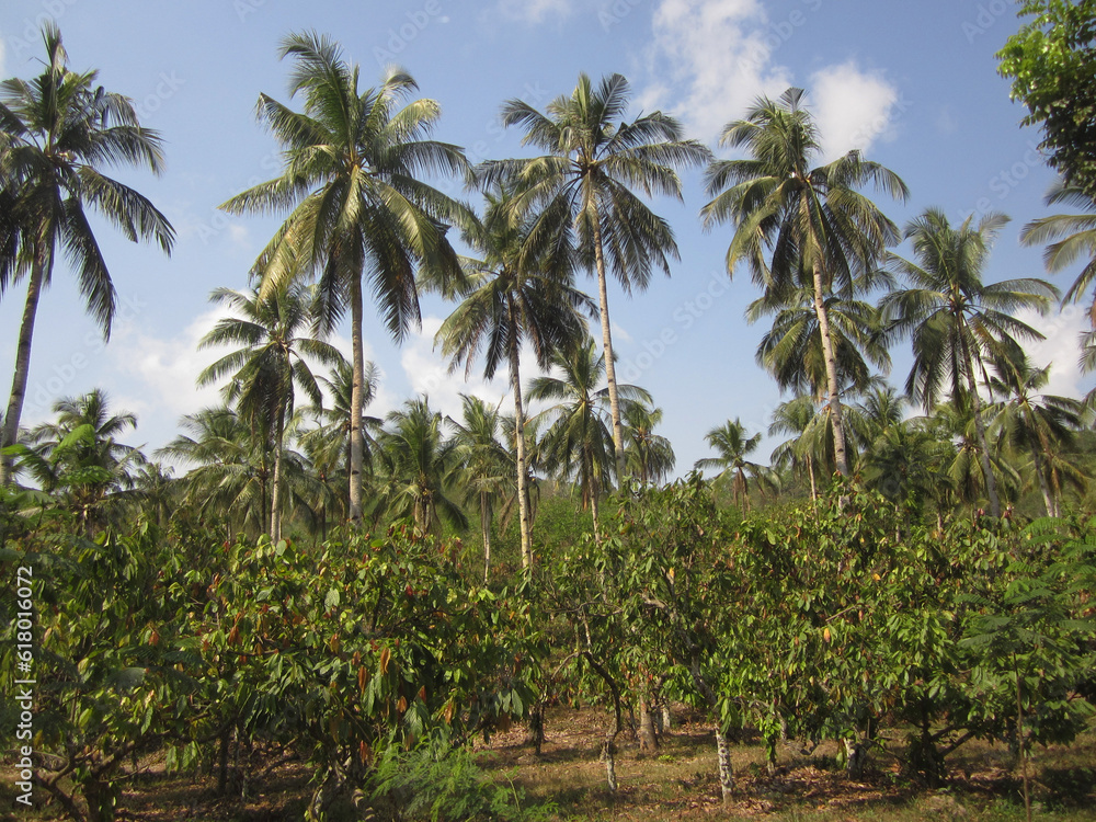 Cacao plantation, Theobroma cacao, as a plant that produce cacao fruit which raw material for making chocolate