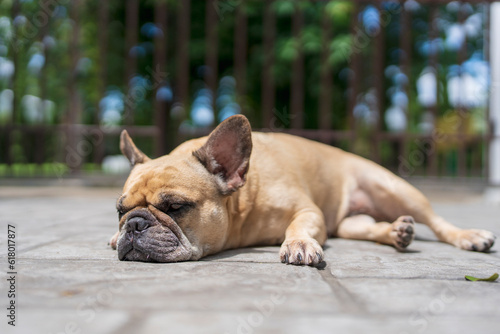 Sad dog lying on the concrete floor on sunny day. © tienuskin