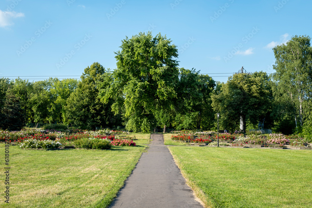 Silesian Park is one of the largest downtown parks in Europe. Rose garden on a summer afternoon. Chorzow, Poland
