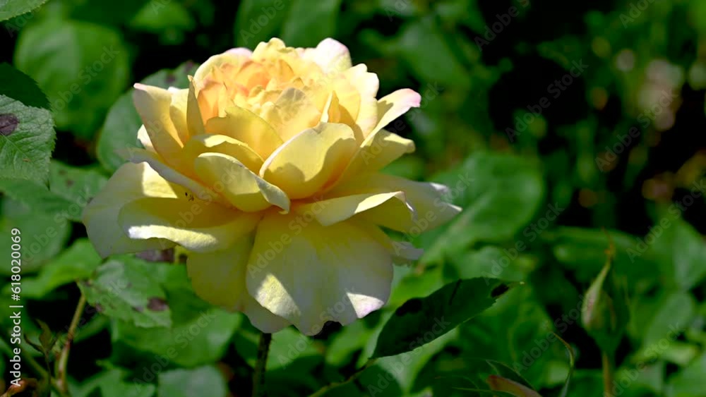 Golden celebration rose flower on green leaves background Golden celebration rose flower on green leaves background