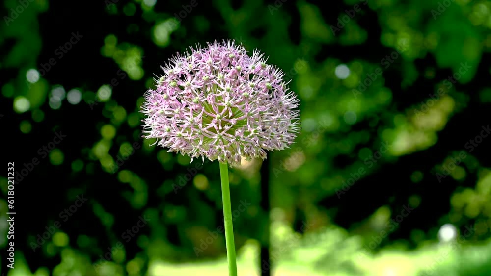 Allium stipitatum flower on a green leaves background Allium stipitatum flower on a green leaves background
