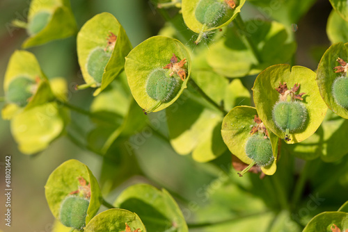 Mediterranean spurge in full bloom. Euphorbia characias subsp. wulfenii