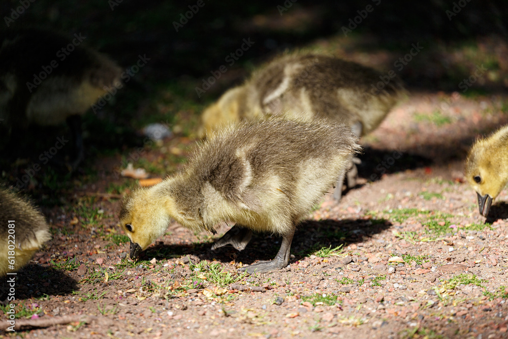 Naklejka premium Young canadian goose in park