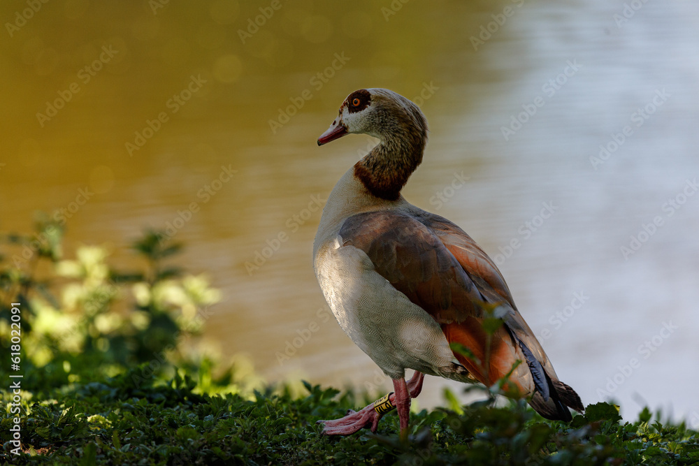 Egyprian goose on a grass field near to the lake Egyprian goose on a grass field near to the lake