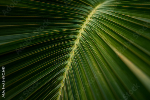 abstract texture background  detail of dark palm leaf