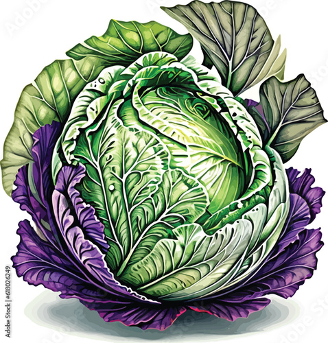 Cabbage Vector Vegetable illustration image