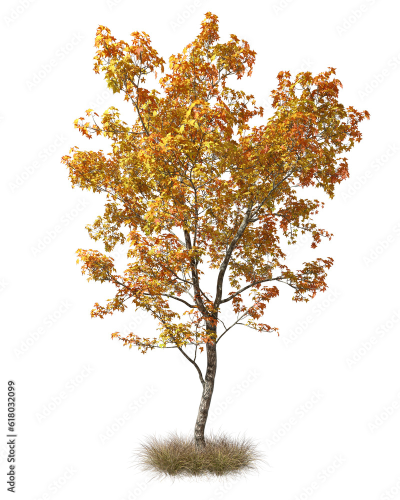 Autumnal single tree shapes on dried grass 3d rendering png Autumnal single tree shapes on dried grass 3d rendering png