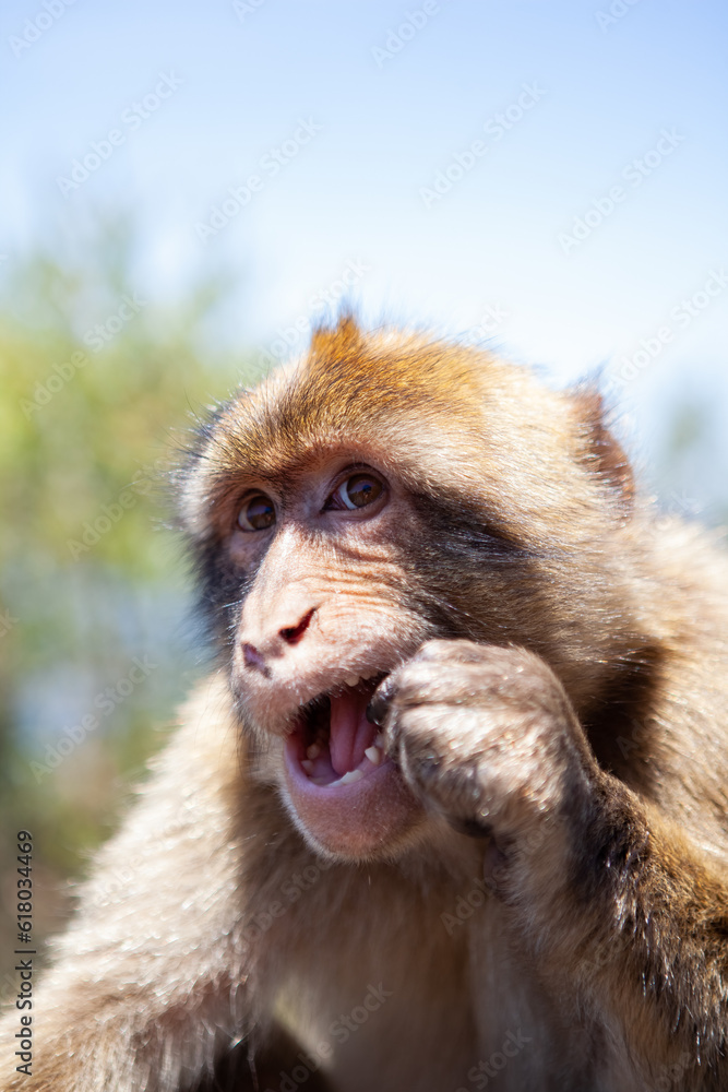 Fototapeta premium Close up of Barbary Ape eating, Gibraltar