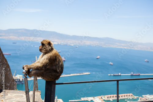 Monkey sat on a fencepost in Gibraltar