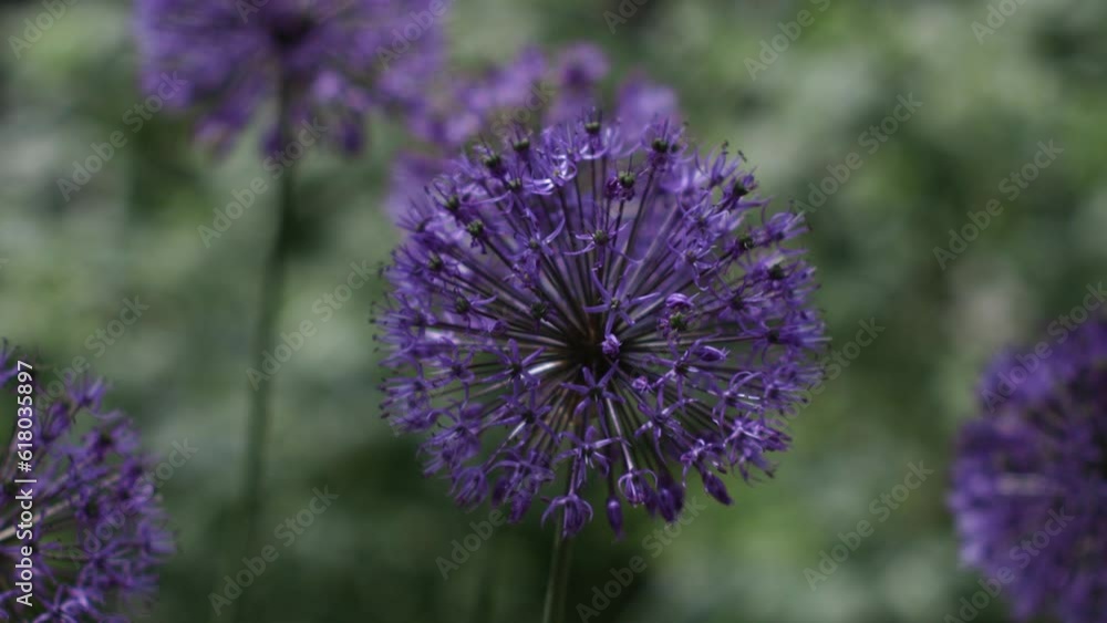 Beautiful, purple dutch onion. Onion flowers move in the wind. Green grass and fields in the background. Spring flowering. Green stems and purple flowers. Beautiful, purple dutch onion. Onion flowers move in the wind. Green grass and fields in the background. Spring flowering. Green stems and purple flowers.