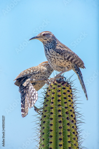 Carta da parati Cactus wren (Campylorhynchus brunneicapillus) nesting and perching on cactus in