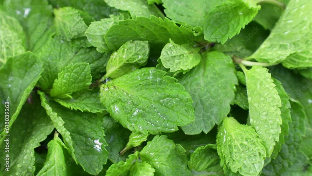 Fresh bright green mint leaves circle rotation close up top view Fresh bright green mint leaves circle rotation close up top view