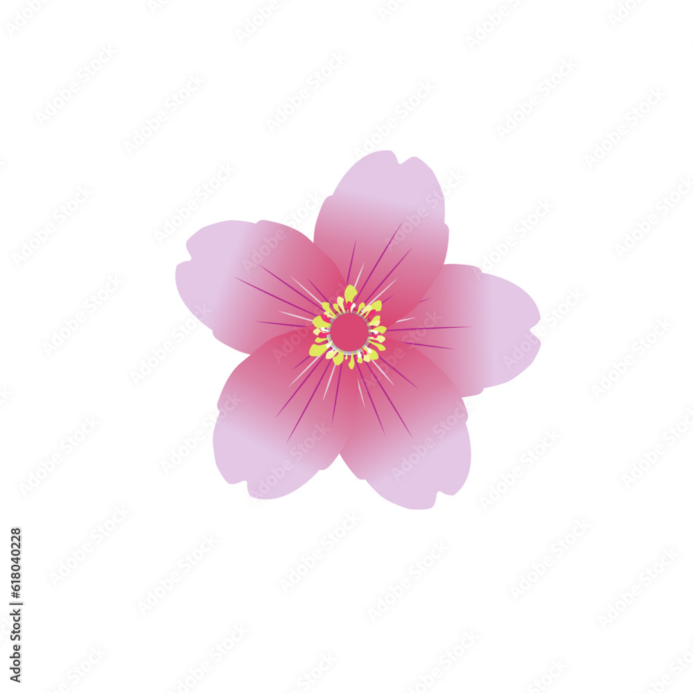 pink cherry flower isolated on white