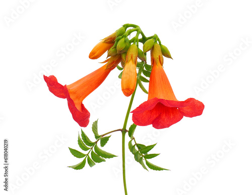 Trumpet vine isolated on white background, Campsis radicans