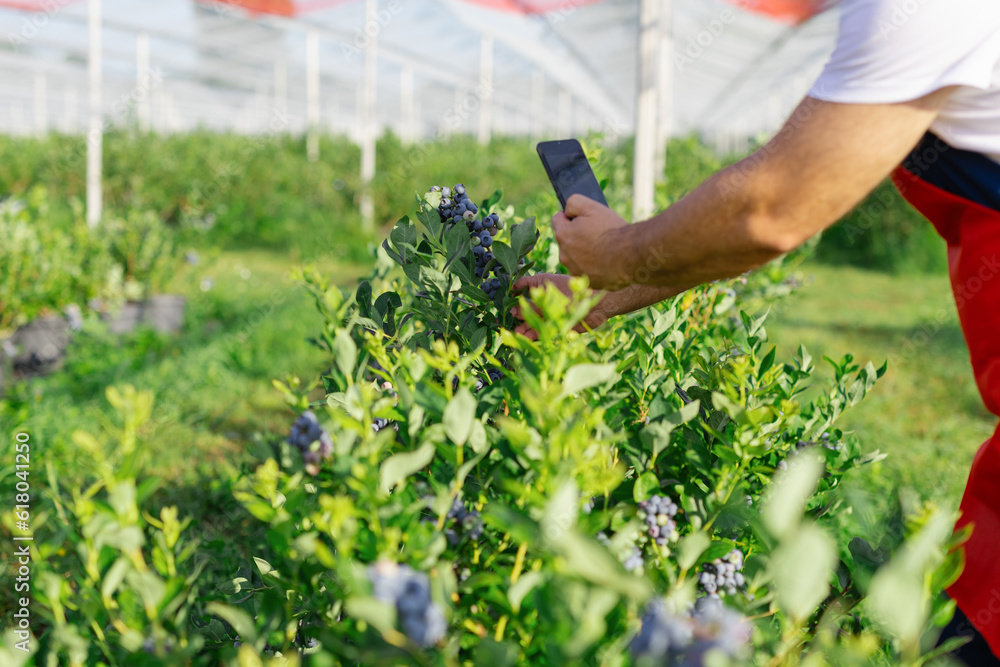 Farmer check fresh blueberries on a farm. Farmer check fresh blueberries on a farm.
