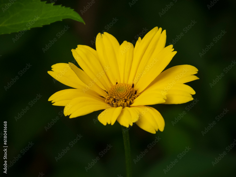 yellow flower yellow flower