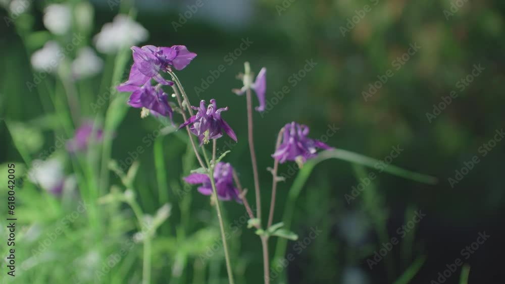 Cinematic close up shot of violet Lillys growing in a garden. Focus on the flowers in the foreground. Dog moving in the background, very blurry. Static shot with shallow depth of field. Cinematic close up shot of violet Lillys growing in a garden. Focus on the flowers in the foreground. Dog moving in the background, very blurry. Static shot with shallow depth of field.