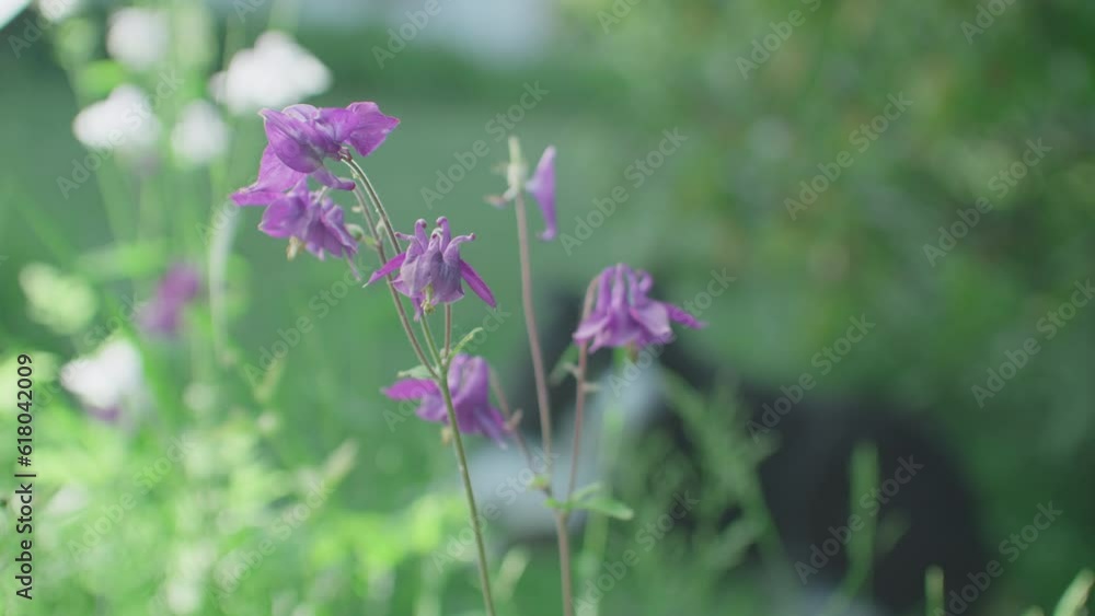 Close up shot of violet Lillys growing in a garden, cute dog sitting in the background. Focus on the flowers in the foreground. Static shot with shallow depth of field. Close up shot of violet Lillys growing in a garden, cute dog sitting in the background. Focus on the flowers in the foreground. Static shot with shallow depth of field.