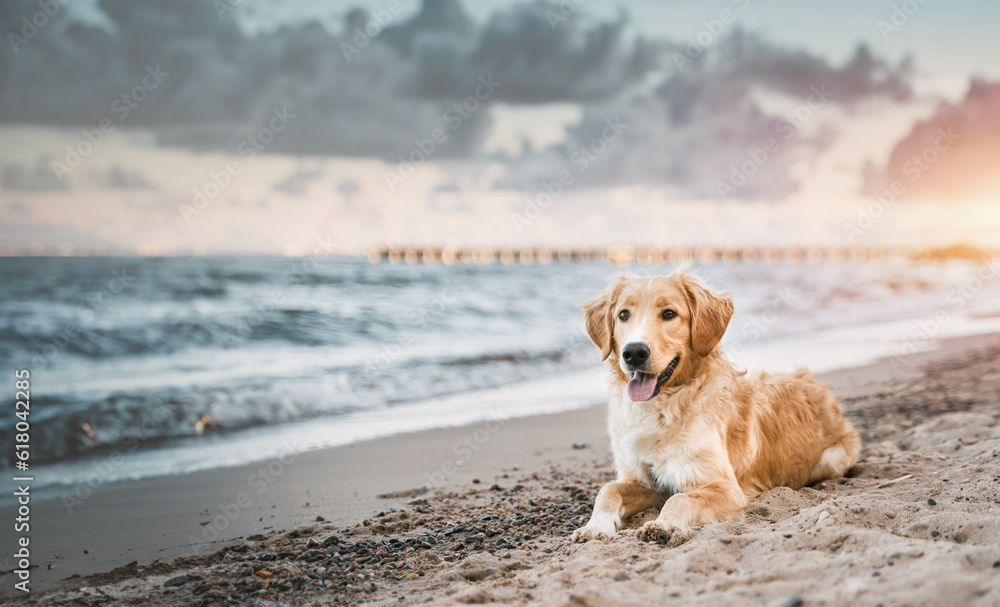 golden retriever on the beach. picture with copy space for text design