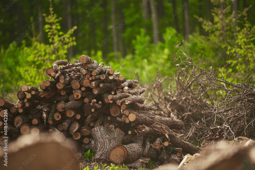 Deforestation. Stumps show that overexploitation leads to deforestation endangering the environment and sustainability. Pine tree forestry exploitation on a sunny day in the forests of Europe Deforestation. Stumps show that overexploitation leads to deforestation endangering the environment and sustainability. Pine tree forestry exploitation on a sunny day in the forests of Europe