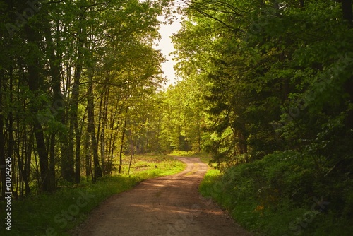 Trail path in woods. A trail in the forest. Morning in Spring.