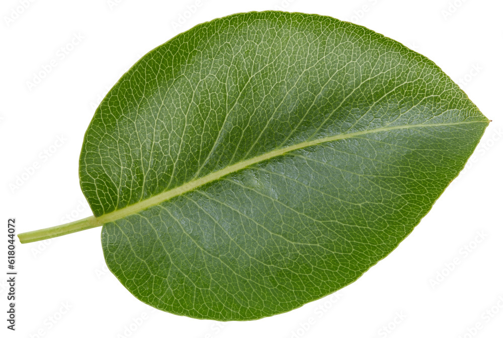 Obraz premium Pear leaves isolated on white