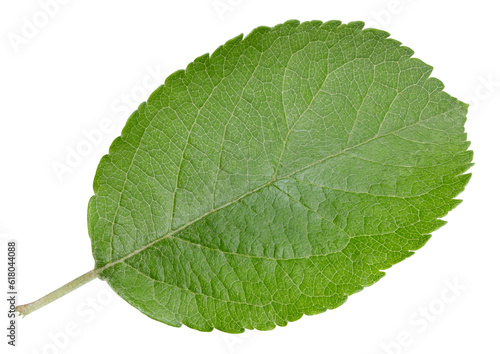 Apple leaves isolated on white