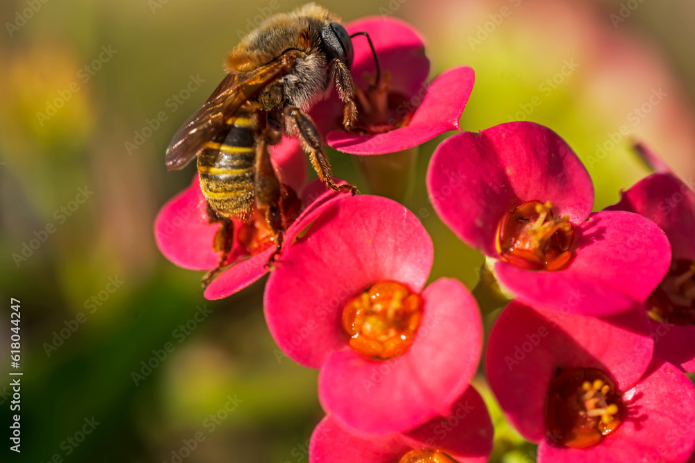 Fototapeta premium bee on flower