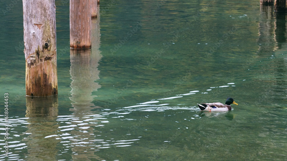 Fototapeta premium Duck swimming in clear water at the lake