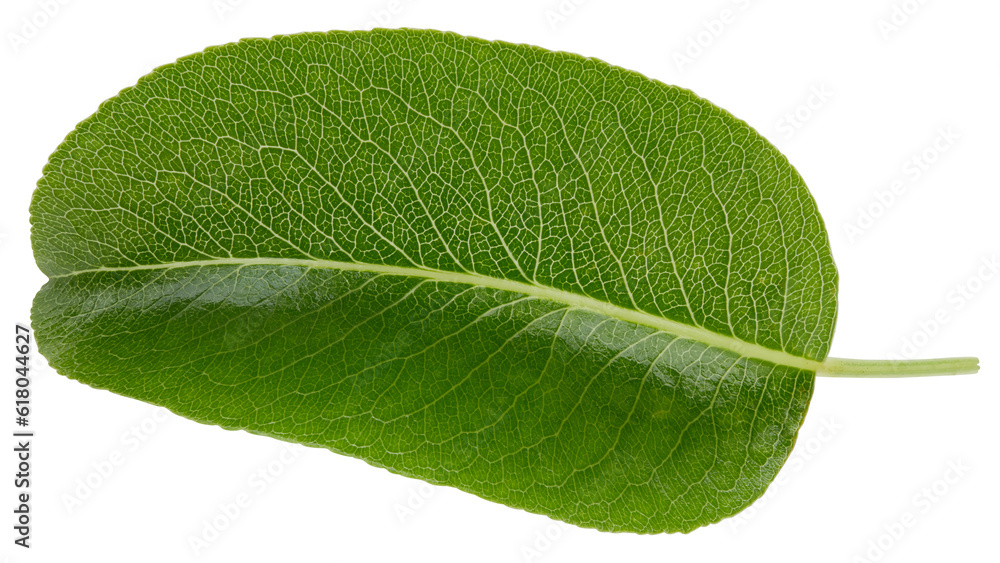 Obraz premium Pear leaves isolated on white