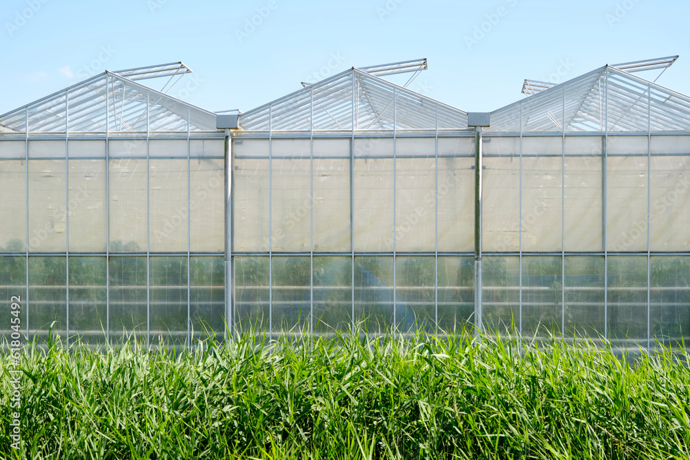 An industrial greenhouse growing tomato plants under a blue sky. Concept of industrial food production. An industrial greenhouse growing tomato plants under a blue sky. Concept of industrial food production.