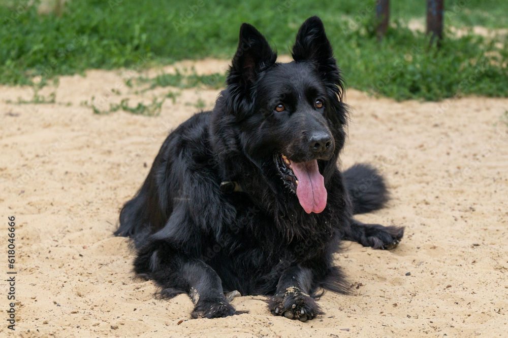 Portrait of a black german shepherd from the dog park Portrait of a black german shepherd from the dog park