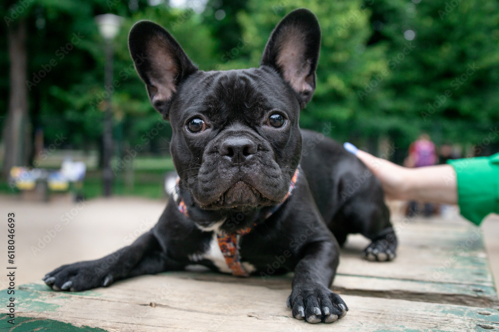 Portrait of cute french bulldogs who play in the dog park