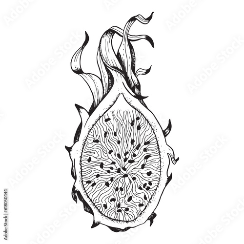 Vector dragon fruit half slice line black white realistic illustration. Exotic tropical pitaya plant for textile, fabric, print, digital design