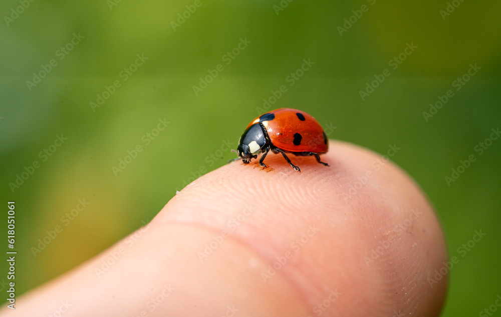 Fototapeta premium ladybird on a hand macro shot