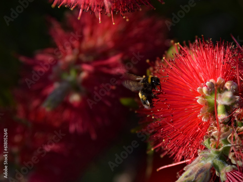 Bumble bee pollinating and landing on brush flowers
