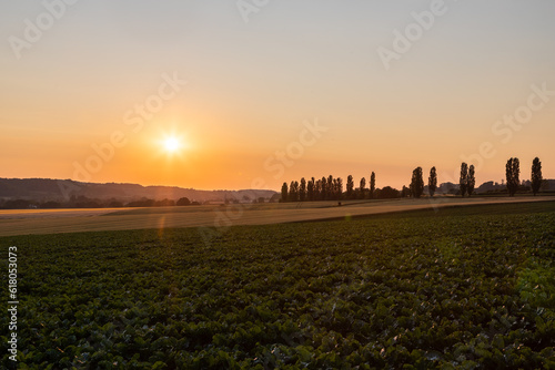 A spectacular Dutch sunset with an amazing coloured sky with the rolling hills in an Italian landscape with the Tuscan Poplar trees and in the front a field of wheat and grain. 